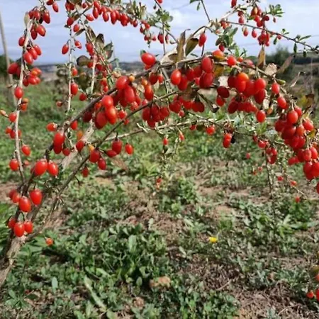 Дом отдыха Quinta Da Estima *