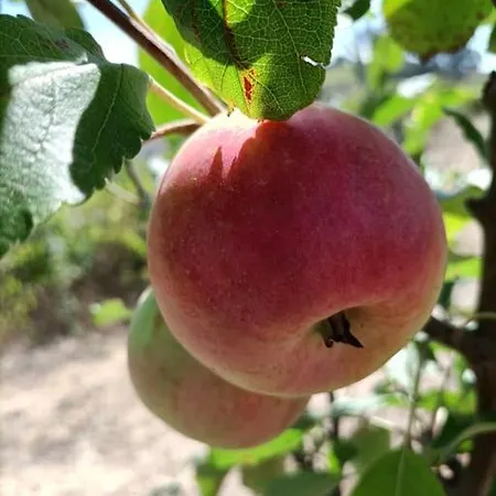 Quinta Da Estima Дом отдыха