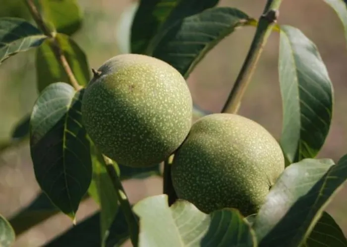 Casa de Férias Quinta Da Estima Dous Portos