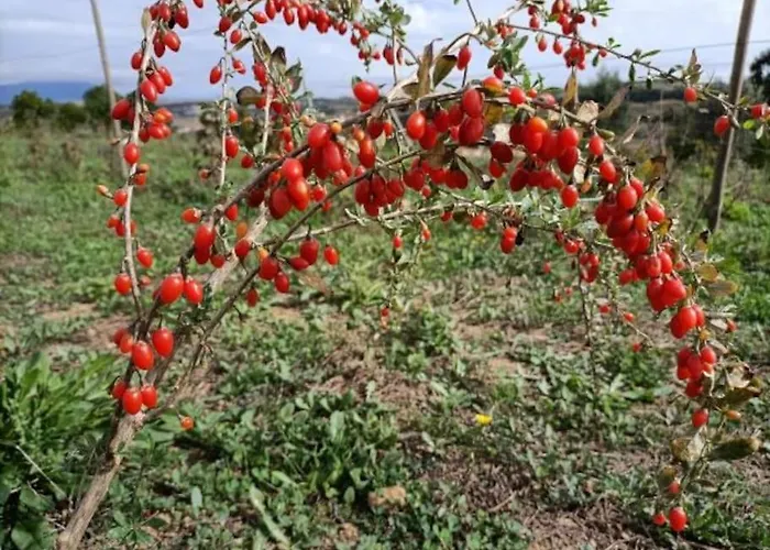 Casa de Férias Quinta Da Estima *