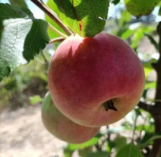Quinta Da Estima Casa de Férias