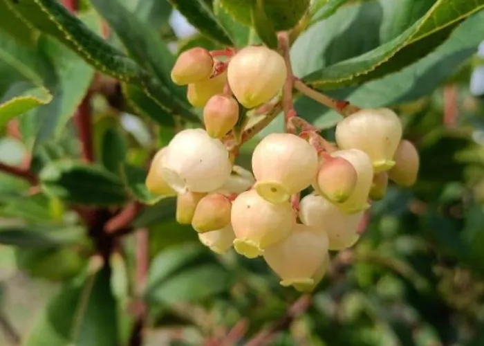 Quinta Da Estima Casa de Férias